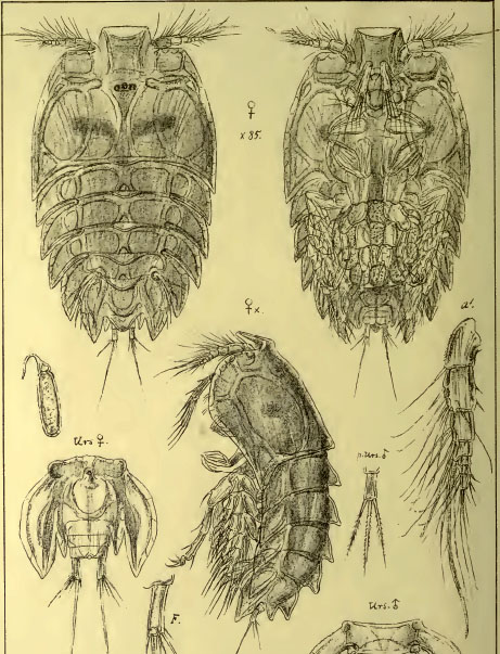 Peltidium purpureum, copepode marino